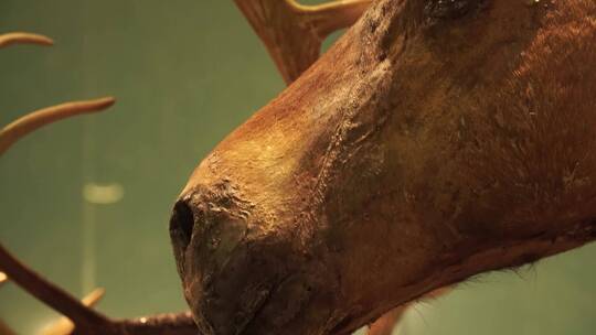 偶蹄动物山羊鹿骡子马驴标本