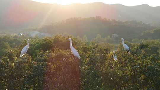 夕阳逆光下的白鹭