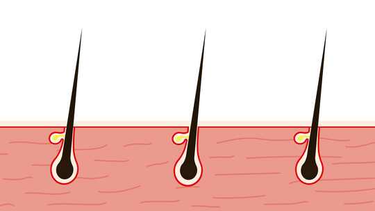 毛囊毛发生长的动画视频素材模板下载