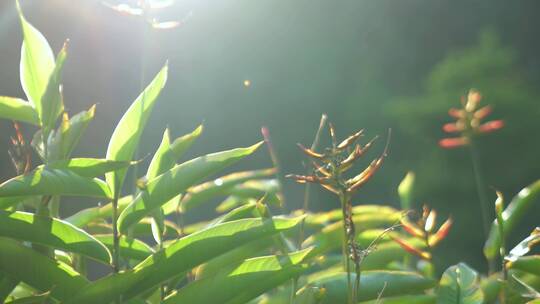 广州天河华南植物园凤尾蕉视频素材模板下载