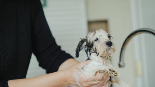 女人用洗发水给小狗洗澡