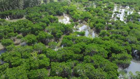 红树林国家湿地公园红树林白鹭飞翔视频素材模板下载