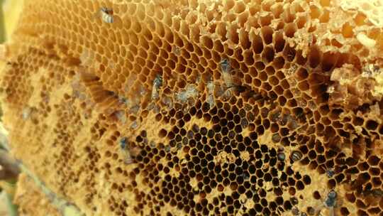 蜂蜜 蜜蜂 蜂巢 食物