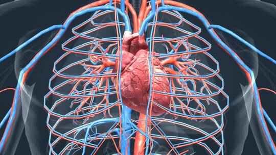 医学人体器官心脏血管心跳三维动画