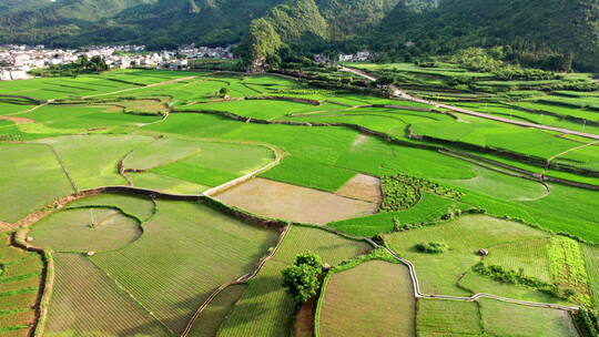 贵州水稻插秧万峰林稻田实拍