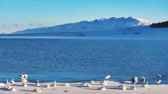 新疆博州赛里木湖冬季天鹅雪山航拍风景