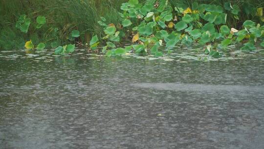 荷花芦苇雨中风雨池塘