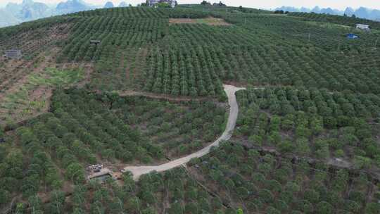 广西金桔果园种植基地航拍