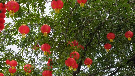 春节红灯笼祈福许愿树视频素材模板下载