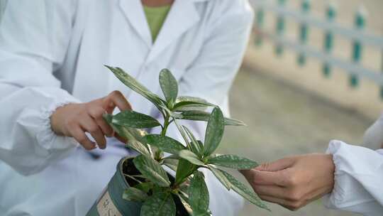 三农 农业 种植 植物