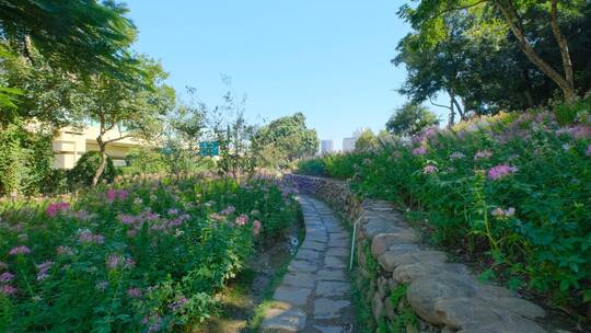 田间小路 花园 公园 花坛 醉蝶花