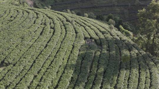 茶山航拍