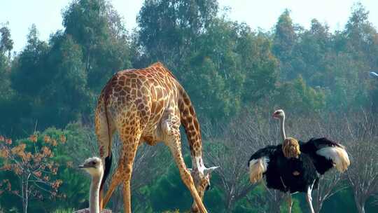 长颈鹿和鸵鸟