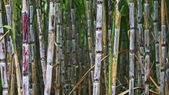 广西甘蔗种植蔗糖制糖原料乡村振兴农业田地