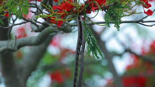 枝头盛开的凤凰花和豆荚特写