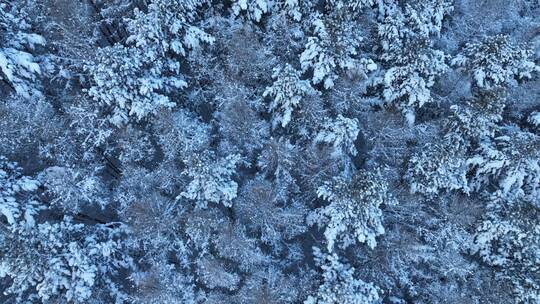 航拍下雪雪花飘落雾凇视频