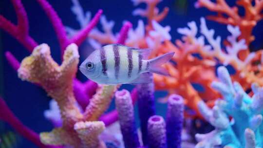 海洋公园水族馆 水母热带鱼 珊瑚礁