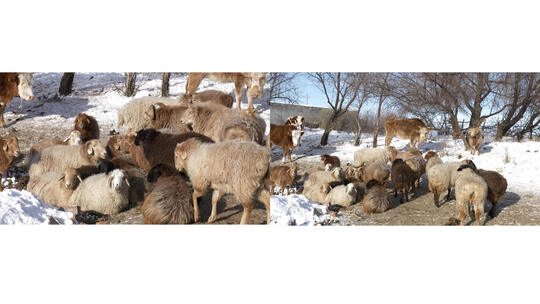 冬天过冬雪地里的羊群牛群 阿勒泰羊