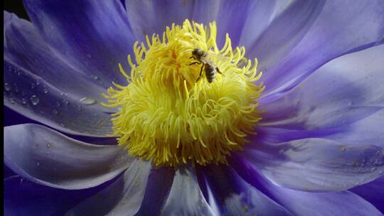 蜜蜂采花粉视频素材模板下载
