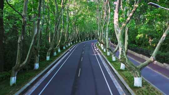 林荫大道晨跑锻炼