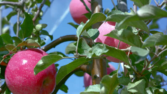 苹果园中树上挂满成熟的红富士苹果特写视频素材模板下载
