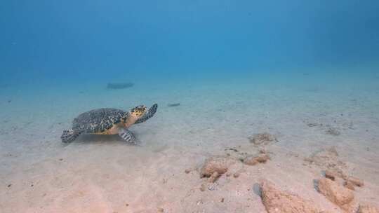 海龟，海洋，海洋生物，水下