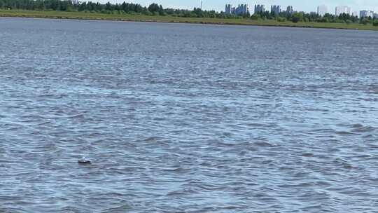 燕子在湖面点水