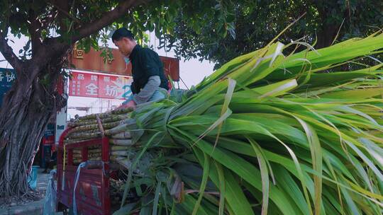 中国西南地区路边摊卖甘蔗的商户