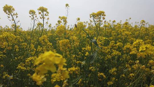 济南龙山平陵古城油菜花基地，春季油菜花田