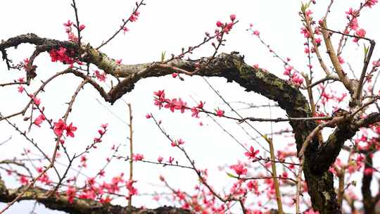 桃花林、连平鹰嘴桃、鹰嘴桃花