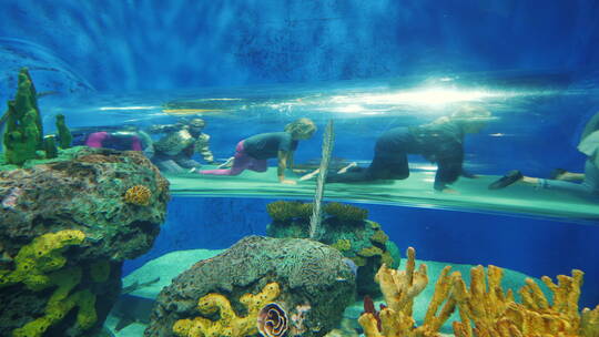 儿童爬行通过水族馆管视频素材模板下载