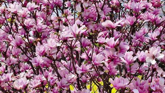航拍紫玉兰树木二阶玉兰花朵