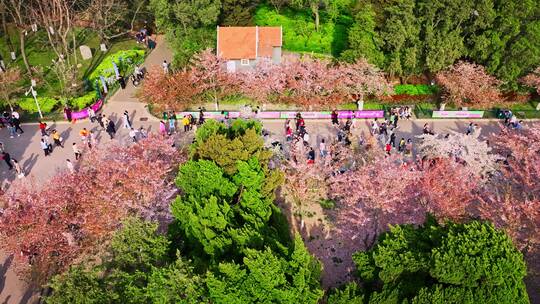 青岛春天青岛中山公园樱花视频素材模板下载