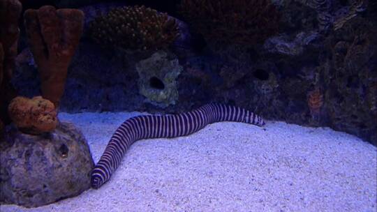 水族馆里的条纹水蛇