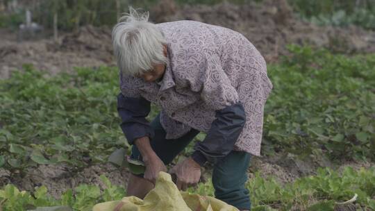 田园乡村 老人 辛勤耕种农作（6）视频素材模板下载