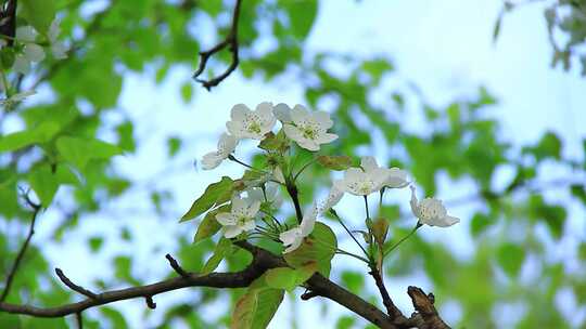 植物花卉素材，春天盛开的洁白的梨花
