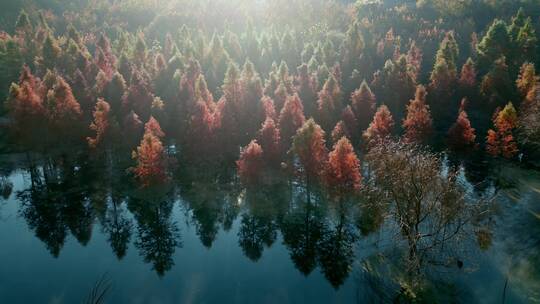 冬季水杉红色树叶逆光近景