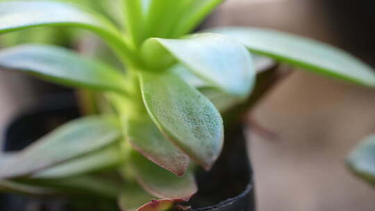 植物 多肉 养殖 盆栽 生机