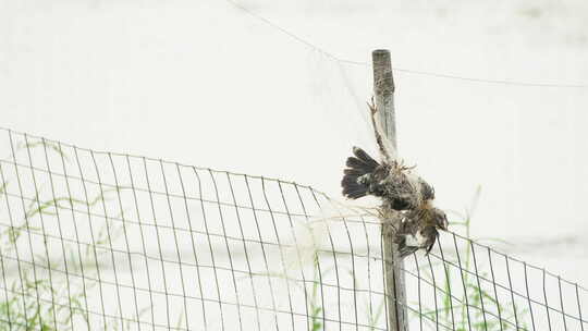 农村被防护网缠住死掉的小鸟