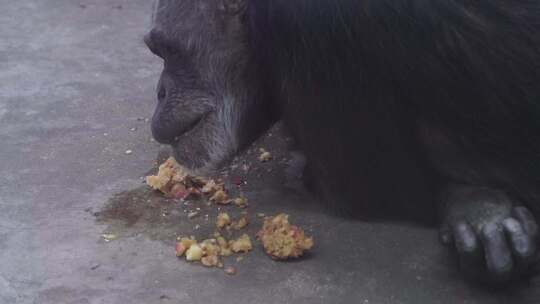 黑猩猩躺卧进食画面