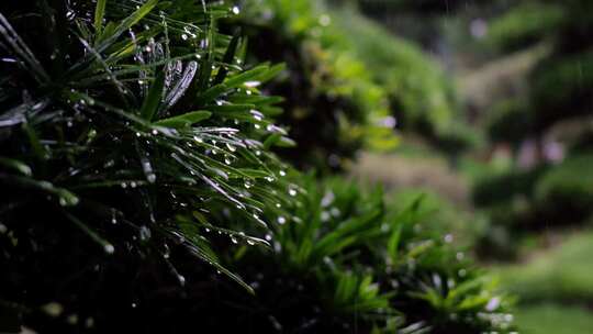 雨天园林里的松针滴水