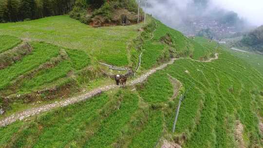 农村老农赶牛下山场景