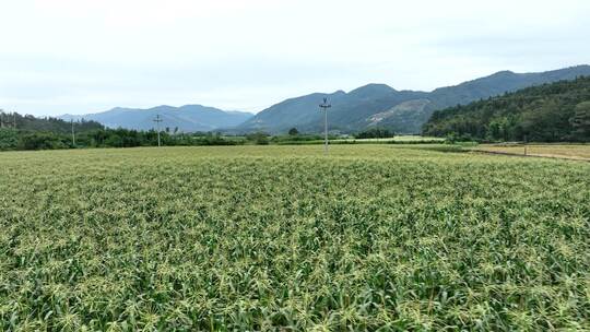 玉米地 田地 农作物 航拍大景 蔬菜 生态