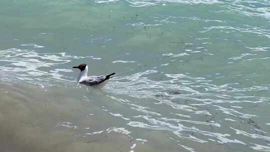 海边红嘴海鸥