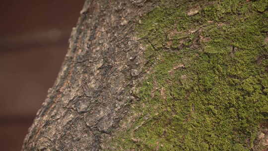 古树长满苔藓幽静