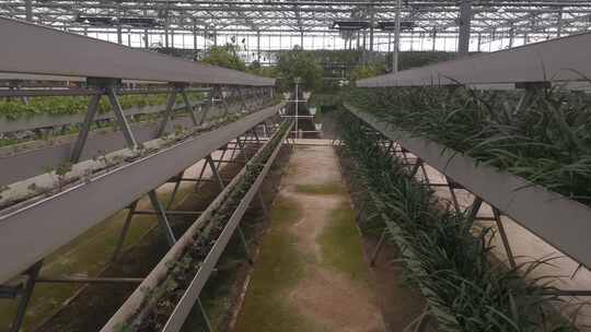 温室大棚农业有机蔬菜种植实拍视频素材模板下载