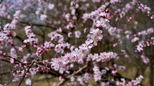 春天盛开的粉色桃花山桃花朵全景满画幅视频素材模板下载