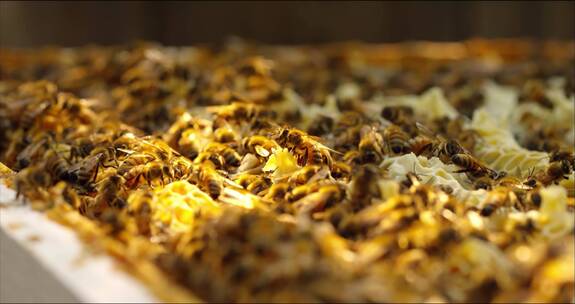 养蜂蜜蜂蜂蜜