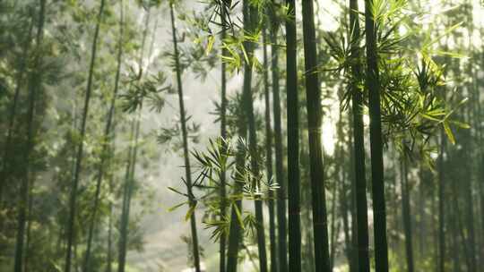 阳光绿色竹林穿透的光线沉浸式氛围