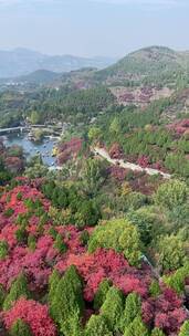 济南红叶谷景区，红叶满山迎来最佳观赏